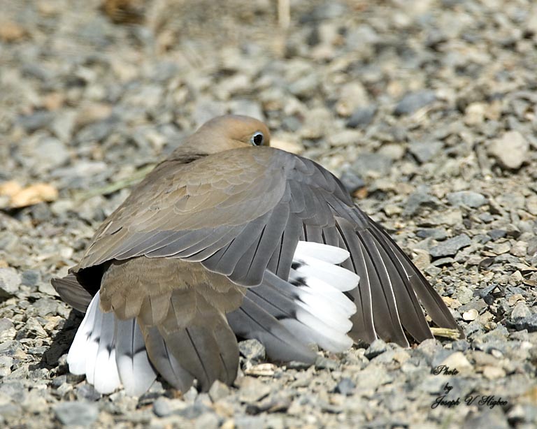 Sunning With Doves Birdnote